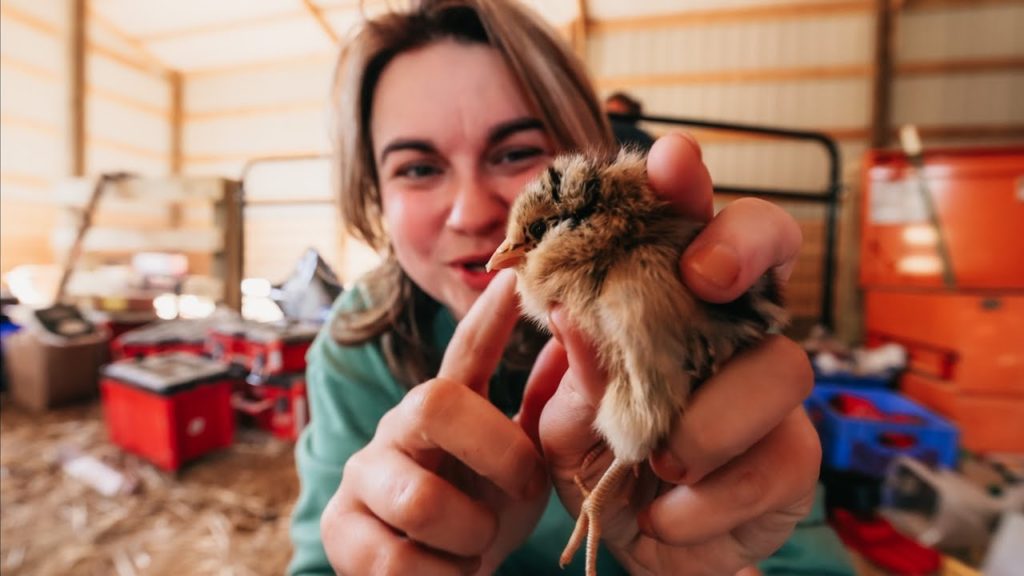 An ordinary afternoon with 67 new farm animals | VLOG