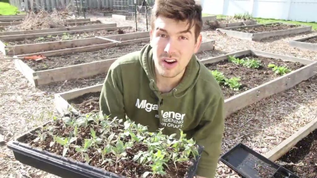 Use This Trick to Get FREE Plants From Thinning Seedlings
