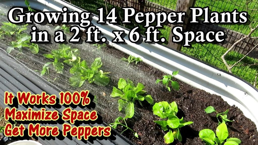 How to Grow 14 Bell Pepper Plants in a 2 Foot X 6 Foot Space: Increase Production & Maximize Space!