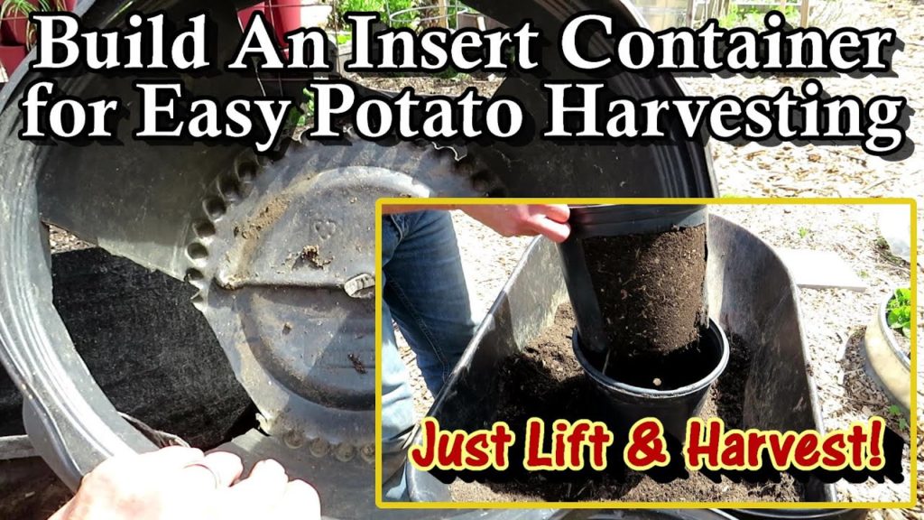 How to Easily Harvest Baby Potatoes All Season Long: A Potato Harvest Container Inside a Container!