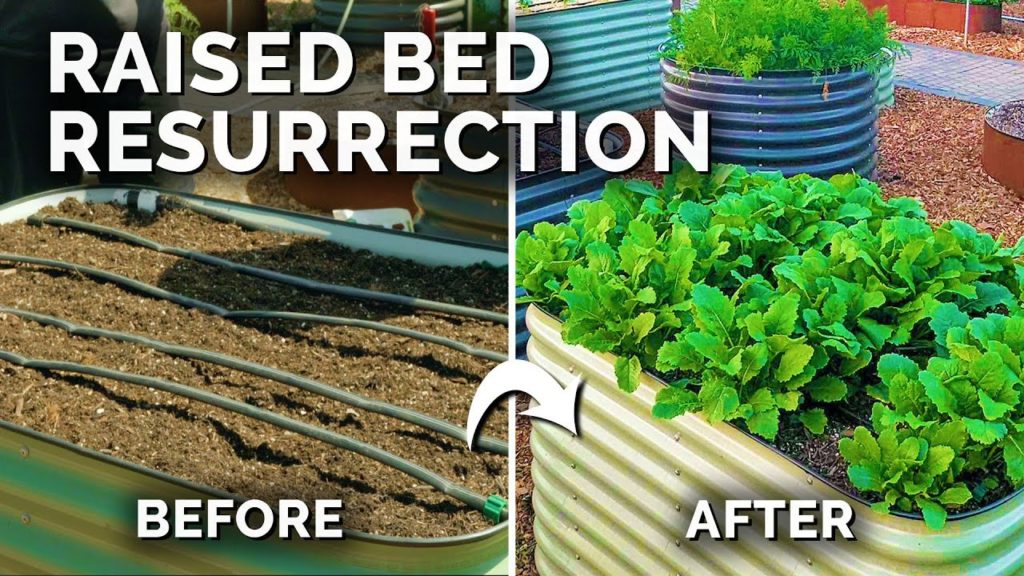 Reviving a Neglected Garden: Soil Health, Planting Tips, and More!