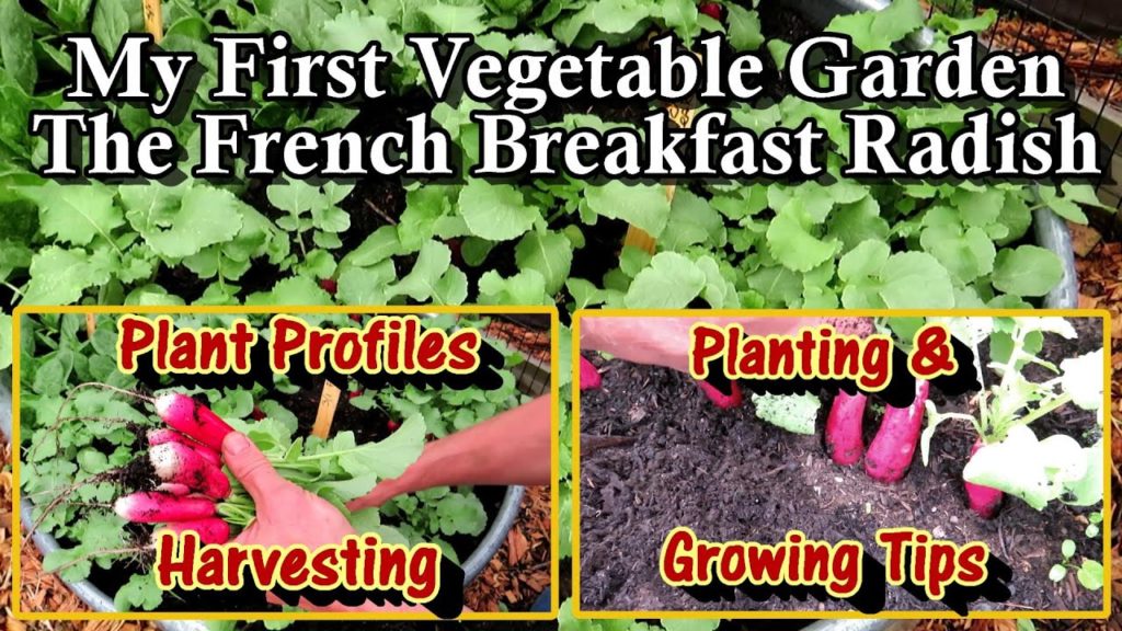 Gary Pilarchik: The French Breakfast Radish Profile – Harvesting, Growing & Planting Tips: My First Vegetable Garden The French Breakfast Radish Profile - Harvesting, Growing & Planting Tips: My First Vegetable Garden