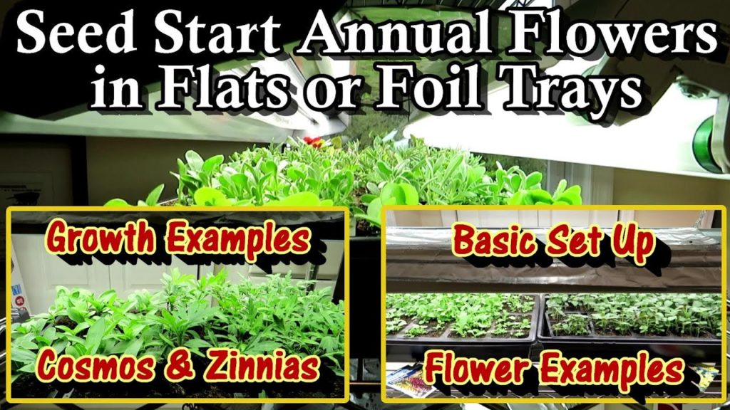 Gary Pilarchik: Annual Flowers are Easy to Start in Flats – Indoors or Outdoors: Zinnias, Cosmos, Marigolds, & More Annual Flowers are Easy to Start in Flats - Indoors or Outdoors: Zinnias, Cosmos, Marigolds, & More