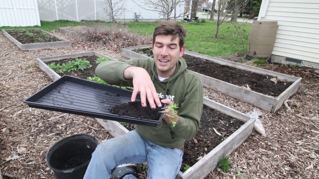 How to Propagate and Root Elderberry Cuttings