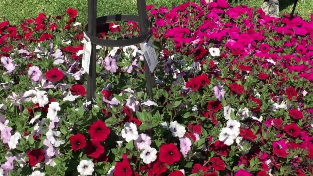 All-America Selections Flowers & Vegetables: Bring Big Color to Your Landscape and Containers with AAS Winning Wave Petunias Bring Big Color to Your Landscape and Containers with AAS Winning Wave Petunias