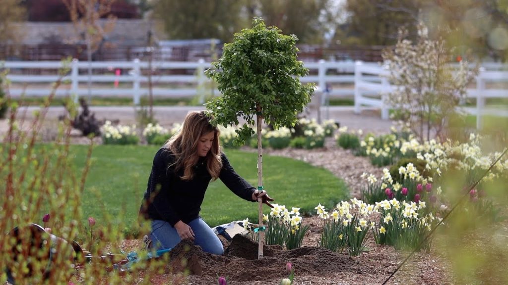 Planting Two Interesting Varieties of Birch Tree! 🌳🌿💚 // Garden Answer