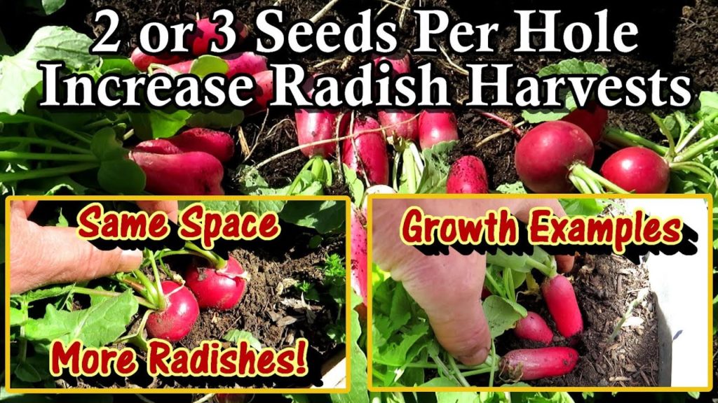 Maximize Radish Harvests by Planting 2 or 3 Seeds Per Planting Hole: Harvesting & Growth Examples