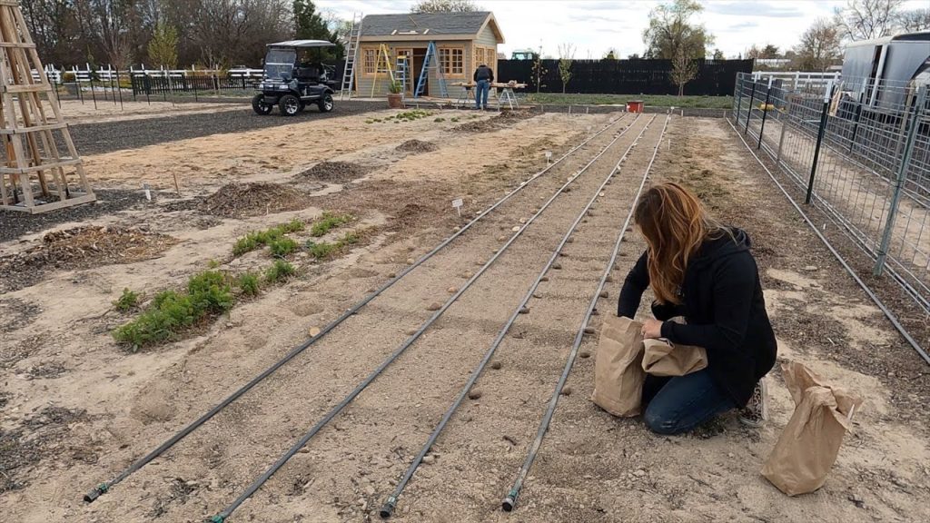 Garden Answer: Planting 256 Feet of Potatoes! 🥔💚🙌 // Garden Answer Planting 256 Feet of Potatoes! 🥔💚🙌 // Garden Answer