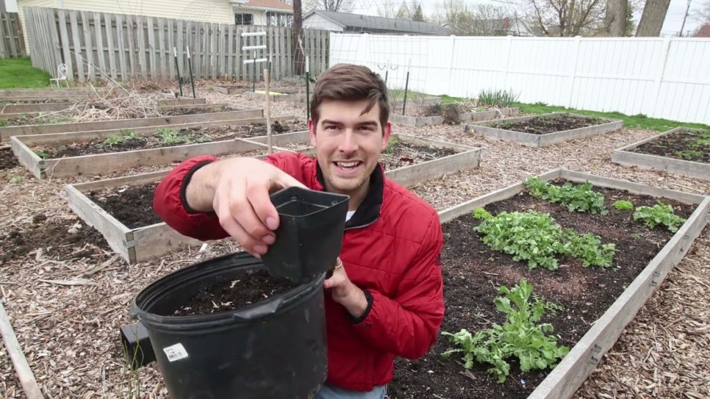 MIgardener: How to Grow Blueberries A Complete Growing Guide How to Grow Blueberries A Complete Growing Guide