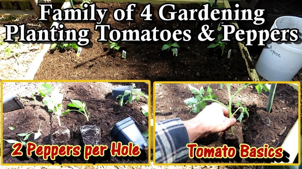 Family of 4 Vegetable Gardening E-4: Planting Tomato & Pepper Plants & Radishes & Basic Fertilizers