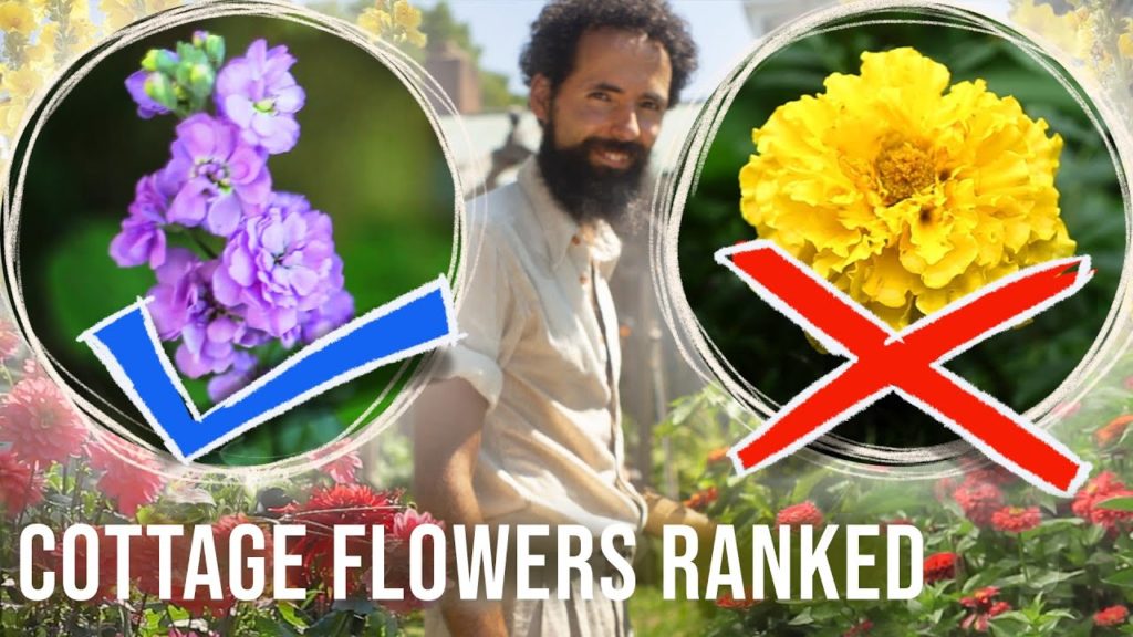 Siloé Oliveira: 7 COTTAGE GARDEN annual FLOWERS – Ranked 7 COTTAGE GARDEN annual FLOWERS - Ranked