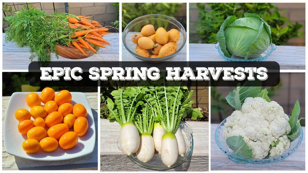 California Gardening: EPIC Spring Garden Harvests, California Garden Tour April 2022 & a lot more! EPIC Spring Garden Harvests, California Garden Tour April 2022 & a lot more!
