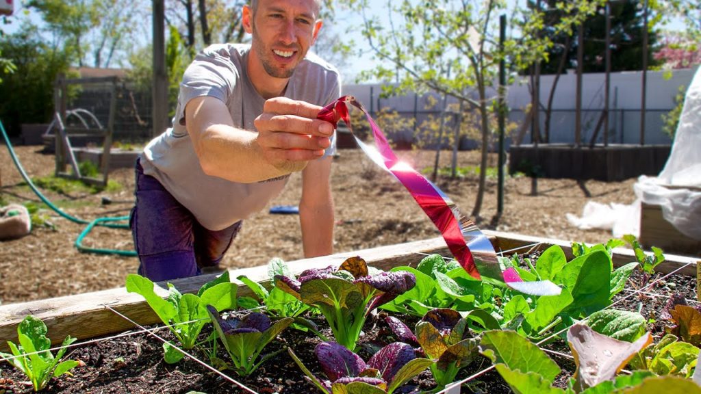 James Prigioni: 3 Clever Methods for a Pest Free Garden 3 Clever Methods for a Pest Free Garden