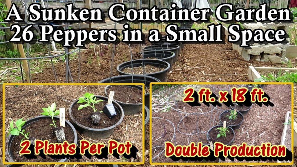 How to Grow 26 Peppers in Sunken Containers (In a 2 ft. x 18 ft. Space): Double Pepper Production!