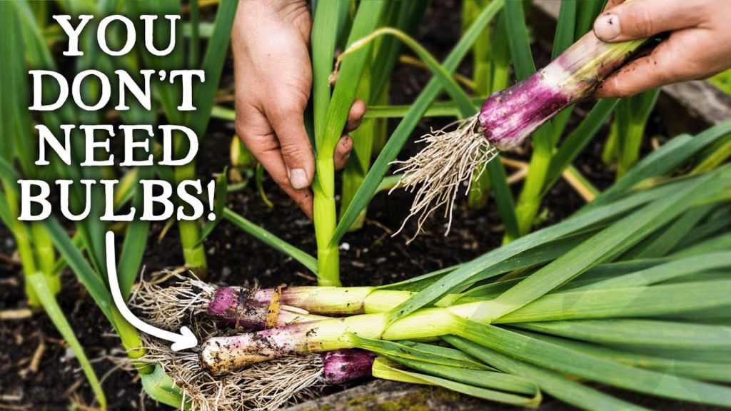 Why You Should Harvest Garlic in May