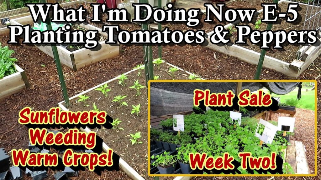 Gary Pilarchik: What I'm Doing Now E-5: Plant Sale Week 2, Planting Tomatoes, Peppers, & Sunflowers, Tending Herbs What I'm Doing Now E-5: Plant Sale Week 2, Planting Tomatoes, Peppers, & Sunflowers, Tending Herbs