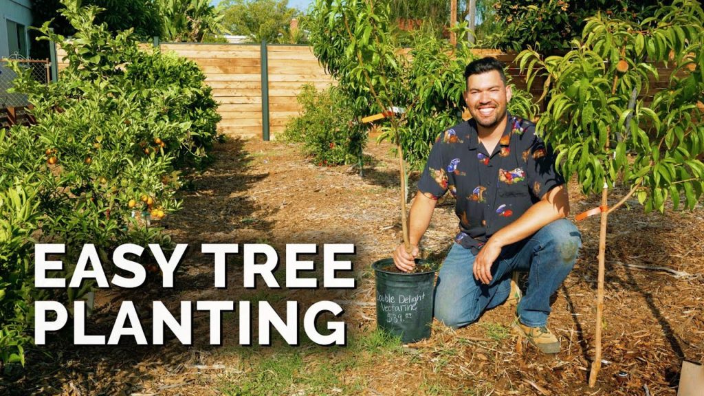 How to Plant Fruit Trees: The Complete Guide