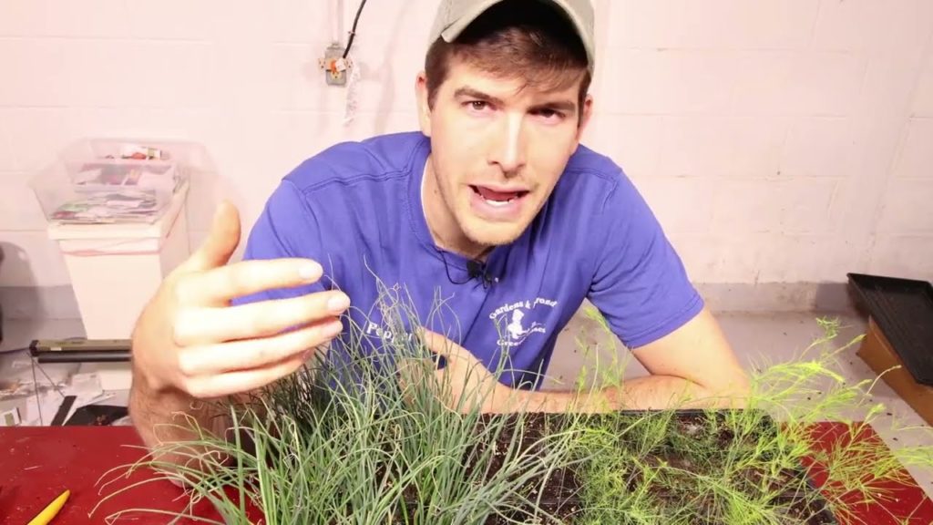 Why Pruning Onions is So Important - (How to Prune Onions)