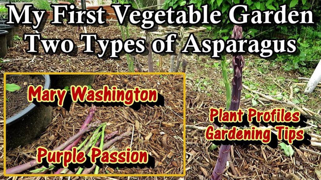 Gary Pilarchik: The 'Purple Passion & Mary Washington' Asparagus Profile – Planting, Growing, & Harvesting Tips The 'Purple Passion & Mary Washington' Asparagus Profile - Planting, Growing, & Harvesting Tips