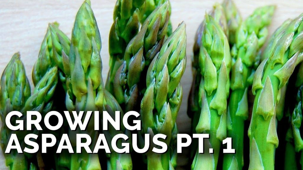 Epic Gardening: How to Grow Asparagus Pt. 1: Planting, Varieties, & Bed Prep How to Grow Asparagus Pt. 1: Planting, Varieties, & Bed Prep