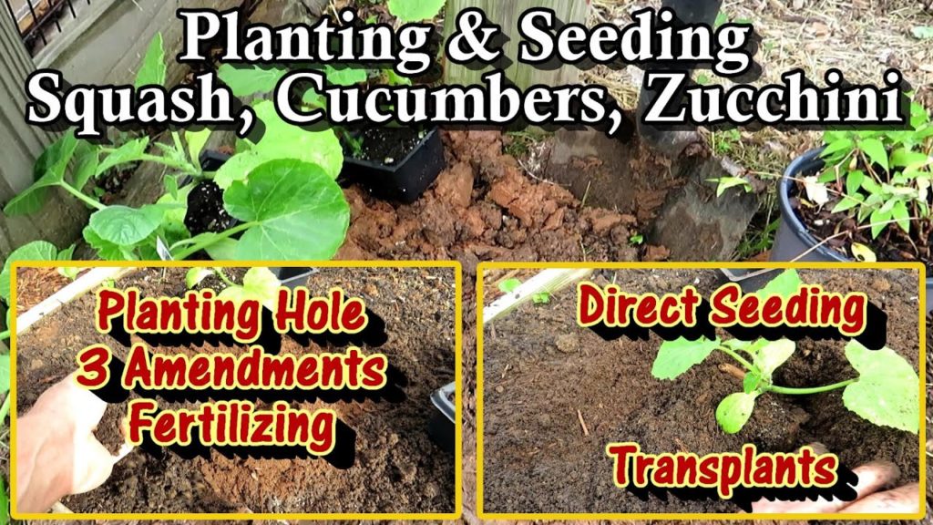 Gary Pilarchik: Basic Principles for Amending Soil and Planting Cucumber, Squash, & Zucchini Seeds or Transplants Basic Principles for Amending Soil and Planting Cucumber, Squash, & Zucchini Seeds or Transplants