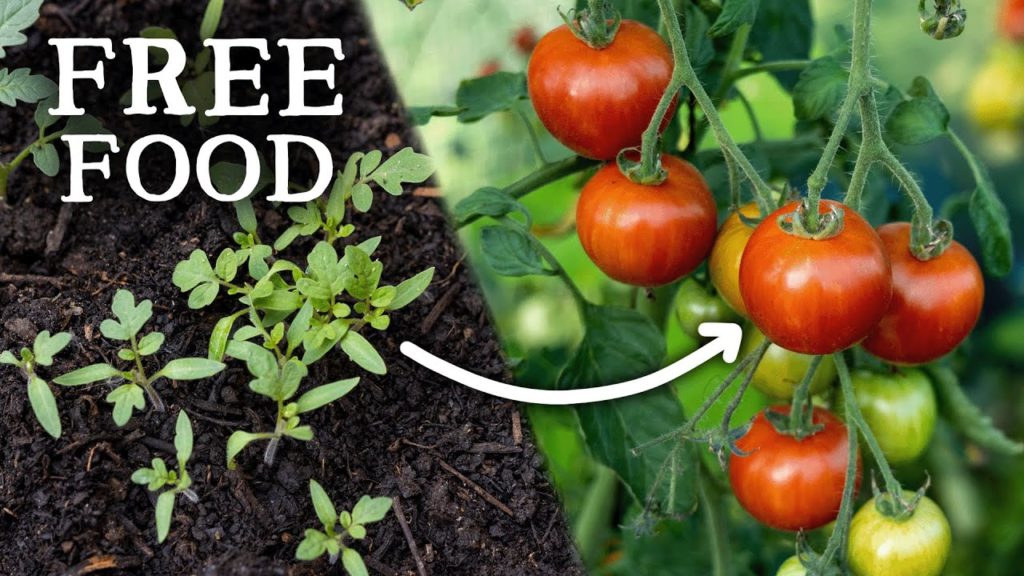 Huw Richards: You'll NEVER Need to Buy Seeds for These 9 Crops Again! You'll NEVER Need to Buy Seeds for These 9 Crops Again!