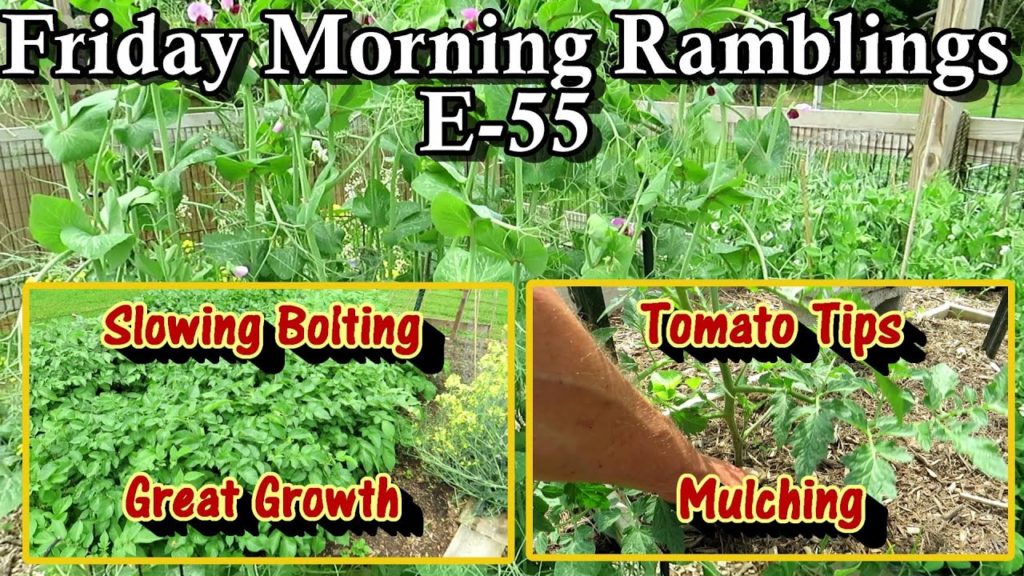Managing Heat & Bolting, Tomatoes,  Plant Growth, Tour & Garden Tips:  FM Gardening Ramblings E-55