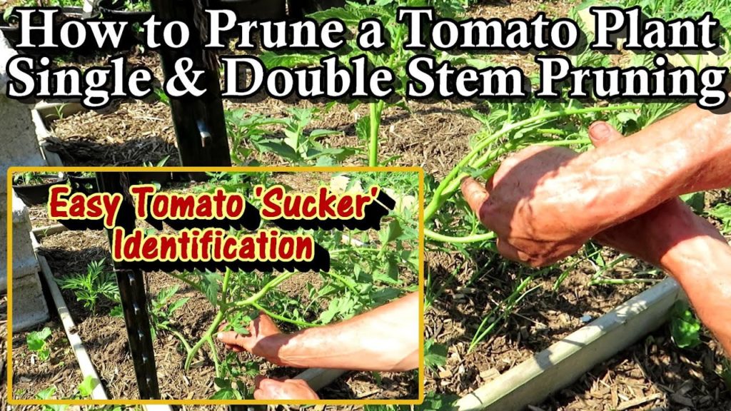 Gary Pilarchik: How to Prune Tomato Plants: Is It Needed?, Sucker Identification/Removal, Single/Double Stem Pruning How to Prune Tomato Plants: Is It Needed?, Sucker Identification/Removal, Single/Double Stem Pruning