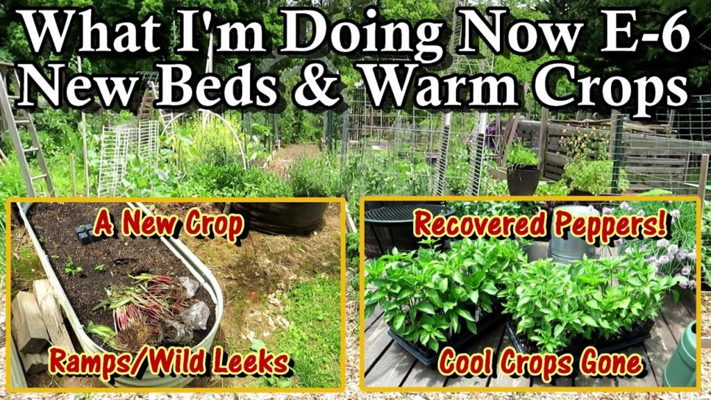 What I'm Doing Now E-6: Planting Ramps, Removing Cool Crops, Pepper Towers, New Beds, Tomato Plans