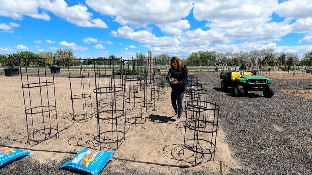 Garden Answer: Planting 30 Varieties of Tomatoes & 10 Varieties Peppers! 🍅🌶🫑 // Garden Answer Planting 30 Varieties of Tomatoes & 10 Varieties Peppers! 🍅🌶🫑 // Garden Answer