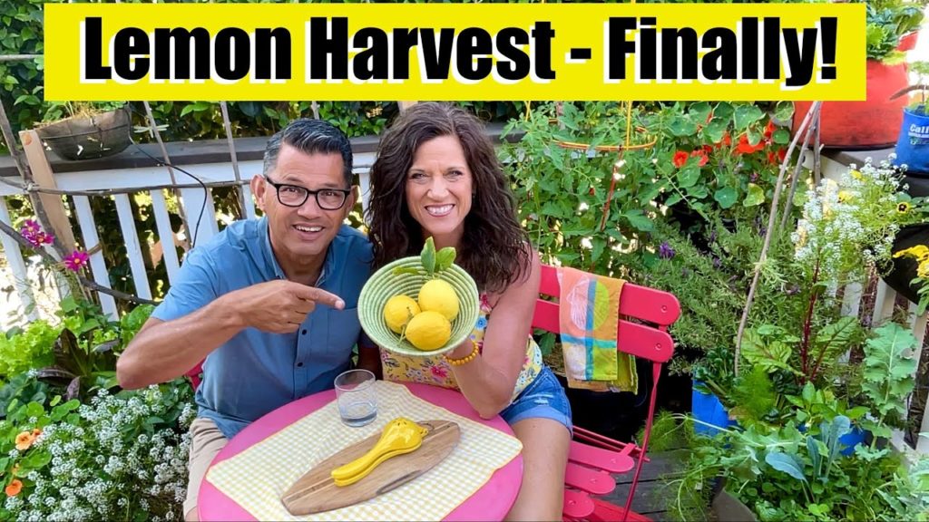 CaliKim: Lemon Harvest (Finally!) & Making Fresh Squeezed Lemonade πππ Lemon Harvest (Finally!) & Making Fresh Squeezed Lemonade πππ