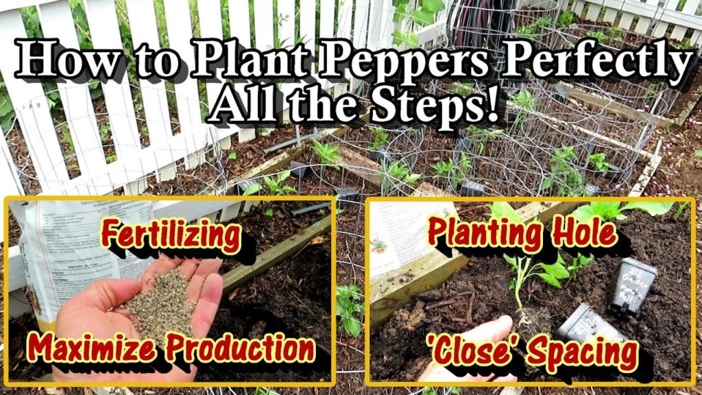 Gary Pilarchik: How to Plant Peppers Perfectly: The Planting Hole, Fertilizer, Spacing & How to Maximize Production How to Plant Peppers Perfectly: The Planting Hole, Fertilizer, Spacing & How to Maximize Production