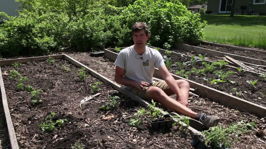 Good and Bad Plants to Intercrop Around Tomatoes