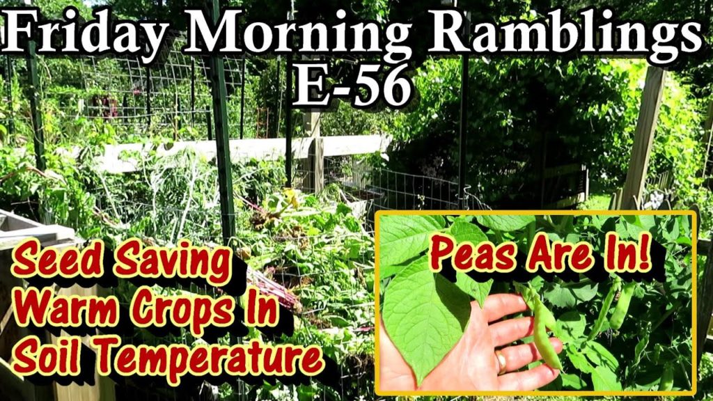 All In With Warm Crops, Soil Temps, Spraying, Seed Saving, Peas & Tour:  FM Gardening Ramblings E-56