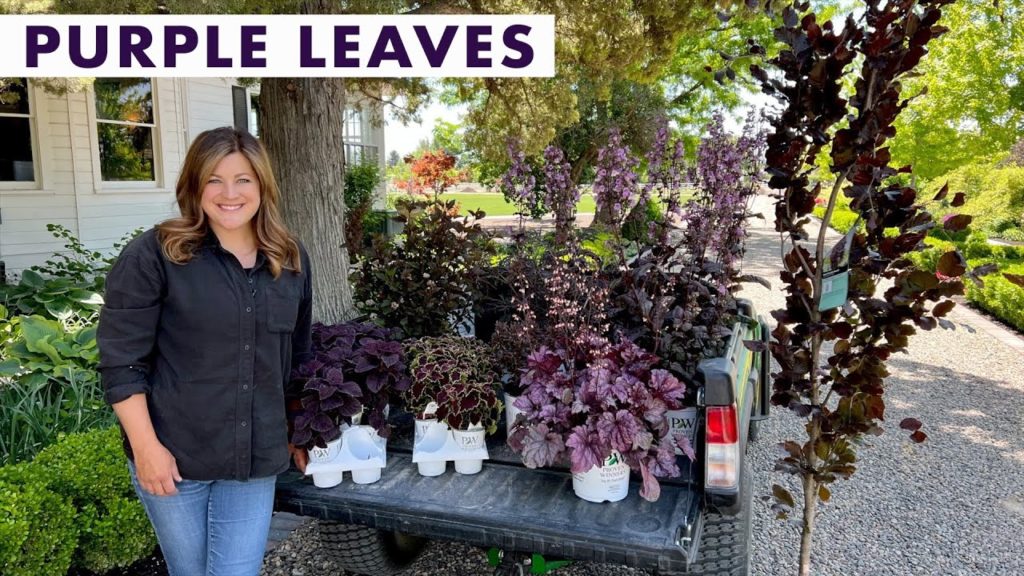 Garden Answer: Beautiful Purple Plant Options for Your Garden! 💜💜💜 // Garden Answer Beautiful Purple Plant Options for Your Garden! 💜💜💜 // Garden Answer