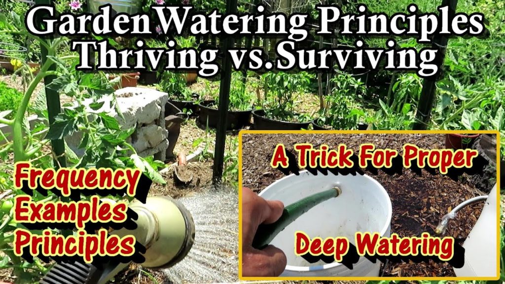 Principles for Garden Watering for Plants to Thrive! & Not Survive: Deep/Shallow Watering, Frequency