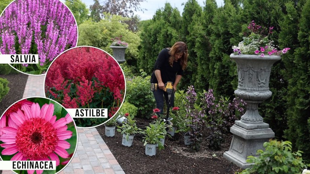 Garden Answer: Planting 3 Pink Perennials in the Garden: Salvia, Astilbe & A New Echinacea! ๐๐ธ๐ // Garden Answer Planting 3 Pink Perennials in the Garden: Salvia, Astilbe & A New Echinacea! ๐๐ธ๐ // Garden Answer