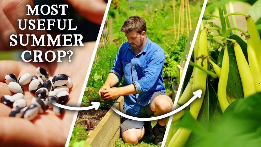 Huw Richards: Why You Need to Grow MORE Bush Beans This Summer! Why You Need to Grow MORE Bush Beans This Summer!