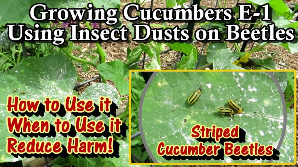 Gary Pilarchik: Growing Cucumbers: Using Dusts on Damaging Beetles & Other Insects – Reducing Bee Harm & Prevention Growing Cucumbers: Using Dusts on Damaging Beetles & Other Insects - Reducing Bee Harm & Prevention