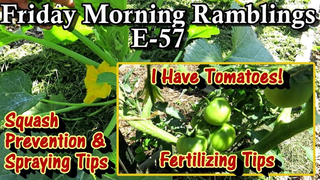 Gary Pilarchik: I Have Squash & Tomatoes, Fertilizing & Aspirin Spraying Tips & Tour: FM Gardening Ramblings E-57 I Have Squash & Tomatoes, Fertilizing & Aspirin Spraying Tips & Tour: FM Gardening Ramblings E-57