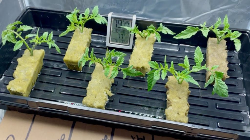 I took cuttings to replace the one that was lost.