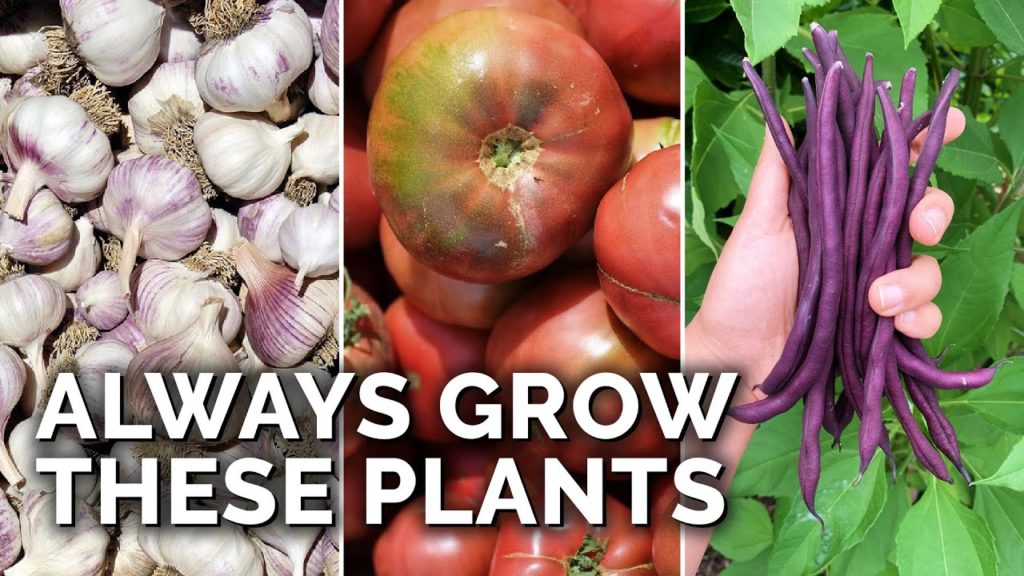 Epic Gardening: 9 Plants You Should ALWAYS Grow 9 Plants You Should ALWAYS Grow