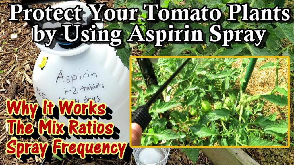 Gary Pilarchik: Using Aspirin Spray to Protect & Strengthen Tomato Plants: Mixing Recipe, Applications, & Frequency Using Aspirin Spray to Protect & Strengthen Tomato Plants: Mixing Recipe, Applications, & Frequency