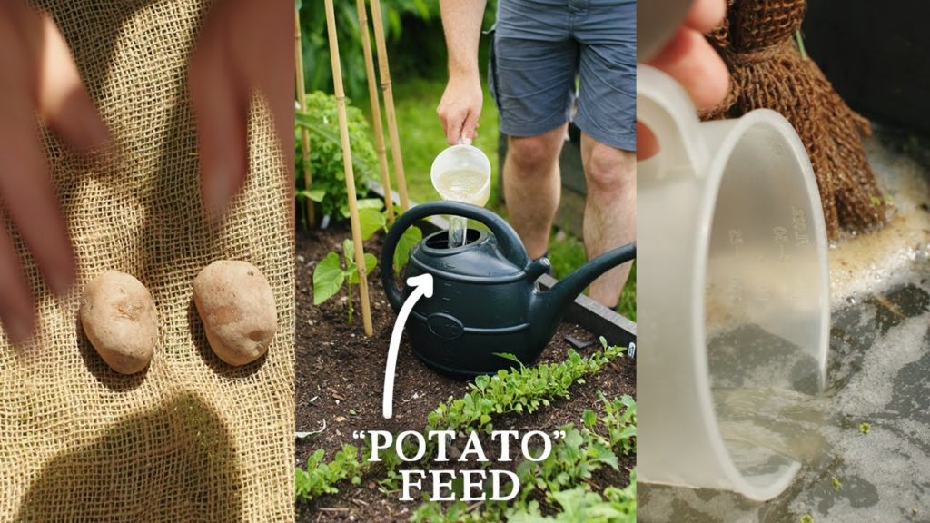 Huw Richards: Do This With Potatoes To BOOST Soil & Plant Health #Shorts Do This With Potatoes To BOOST Soil & Plant Health #Shorts