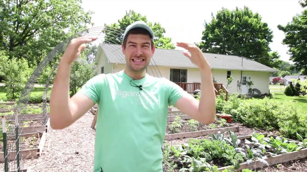 3 Ways Gardeners Kill Their Plants With Kindness