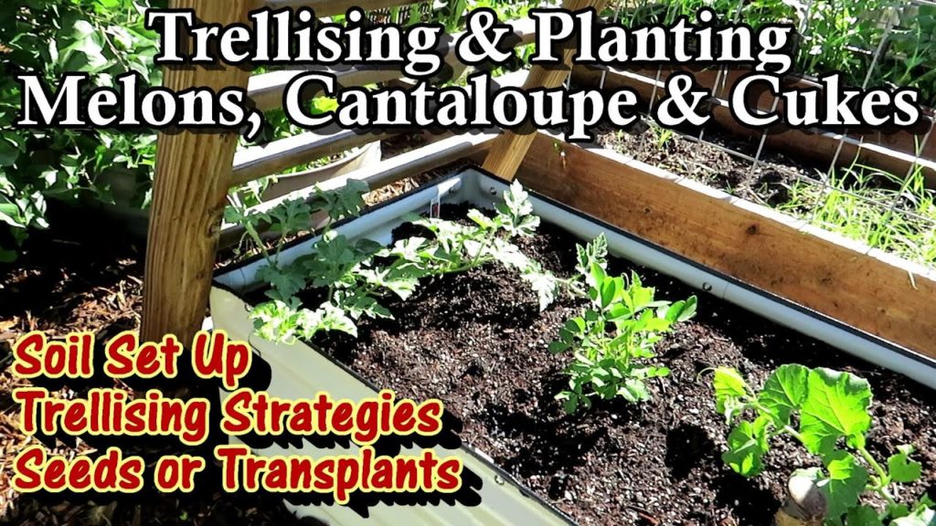 Gary Pilarchik: Trellising & Growing Melons and Cucumbers & Preparing the Top 1/3 of the Growing Area Correctly Trellising & Growing Melons and Cucumbers & Preparing the Top 1/3 of the Growing Area Correctly