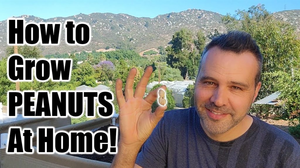 How To Grow Peanuts at Home