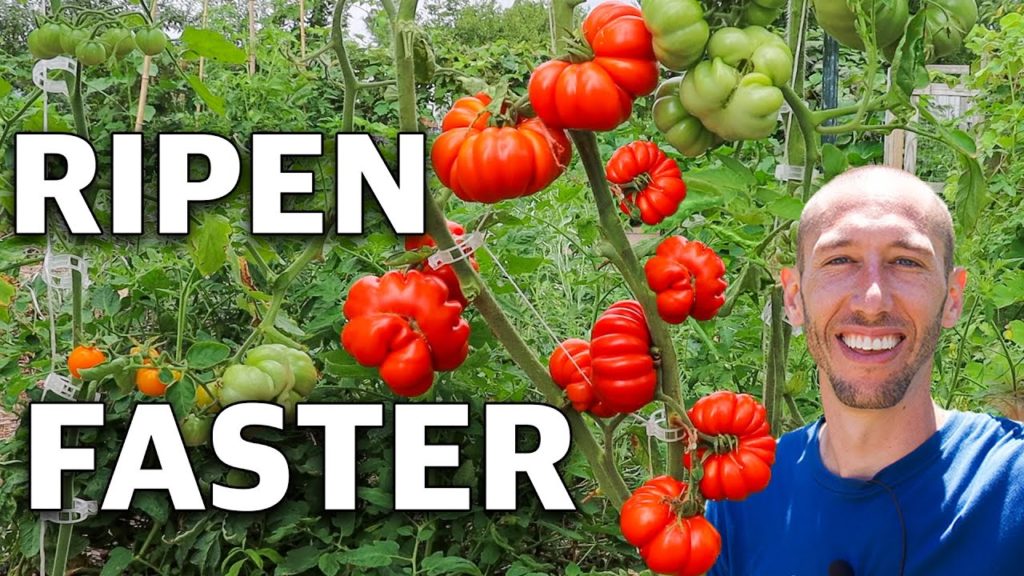James Prigioni: How to Trick Tomatoes into Producing Earlier and Ripening Faster How to Trick Tomatoes into Producing Earlier and Ripening Faster