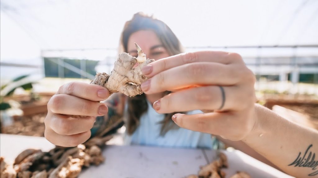 It's not ideal, Do it anyway. (Planting Ginger and Watering the Garden) | VLOG