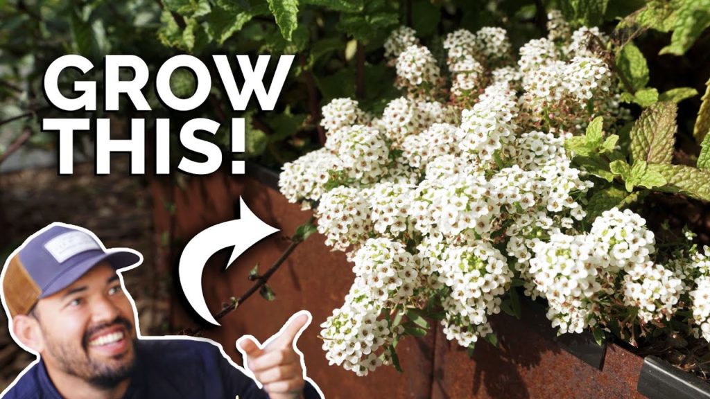 Epic Gardening: Sweet Alyssum: The Companion Plant You're Probably Not Growing Sweet Alyssum: The Companion Plant You're Probably Not Growing